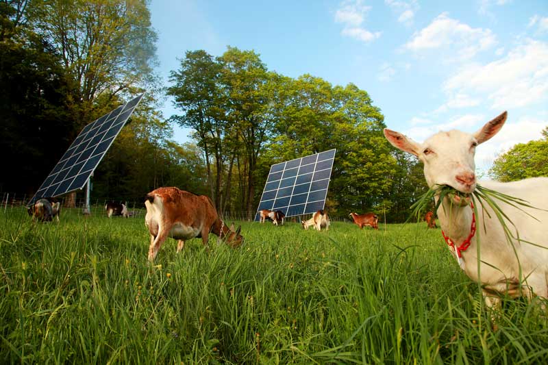 animals grazing by solar array